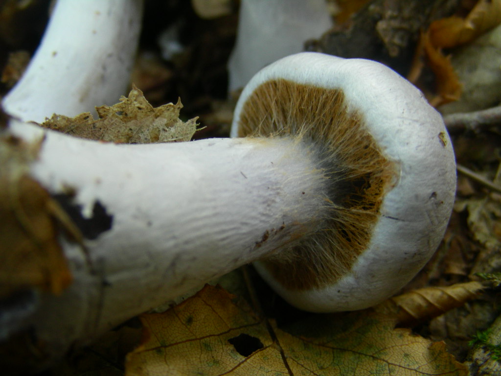 Altro colore di  Cortinarius ...
